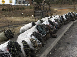 Charcoal price hits Sh2,500 a bag