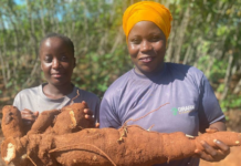 By Clean Cooking Africa (CCA) Giraffe Bioenergy is a Kenya-based clean cooking startup focused on scaling the domestic production of cassava for ethanol cooking fuel and for food. The Clean Cooking Alliance (CCA) spoke with Dr. Linda Davis, CEO of Giraffe Bioenergy, about the company’s mission, its unique value proposition, its business-to-business model, and more. This interview is part of a series of conversations CCA is having with business leaders across the clean cooking sector. Tell us about Giraffe Bioenergy’s services. Dr. Linda Davis (Davis): We are a startup company now entering our growth phase, and our mission is domestically-produced, ethanol cooking fuel, with women as the driving force across the value chain, from cassava production to processing. Currently, ethanol is enjoyed by over one million households in Kenya. What we’re saying at Giraffe Bioenergy is, we have all the ingredients — vast amounts of land, skilled labor, and the political will — to scale up domestic production of cassava-based ethanol. Ours will be the first production unit specifically for Kenya’s ethanol cooking market. CCA: How do you retail cassava-based ethanol? Davis: I’m so excited to be in a business-to-business organization. If I can use KOKO Networks as an example, we will be retailing directly to them. KOKO Networks has a fuel supply and operating partnership with Vivo Energy, an independent, pan-African company that markets and distributes Shell-branded products in Kenya. Therefore, our business would be between Giraffe Bioenergy and Vivo Energy, which handles transportation and distribution for KOKO Networks up to a certain point before they manage the last-mile distribution. We expect our retail operations to be similar for all other customers. There are several emerging ethanol last-mile distributors for clean cooking fuel. For us, it’s straightforward: bring your tanker truck to our farm gate, we will fill it up, you write us a check, and off you go. So, we’re not really in the end-user retail market but primarily in the business wholesale market. CCA: What is your assessment of ethanol demand in Kenya? Davis: Our first ethanol plant produces 15 million liters every year. That is still a fraction of current ethanol cooking fuel demand, and an even smaller fraction of where the general ethanol market is expected to be. Under the Kenya National Clean Cooking Strategy, 30% of Kenya’s households are expected to transition to ethanol. That’s over 4 million households multiplied by the 16 liters of ethanol that the average family uses every month. The point is: demand definitely surpasses supply. CCA: Where do you envision most of your customer base being located? Davis: Right now, the biggest player in Kenya is KOKO Networks, and their customers are low-income, high-density urban communities. We are talking about people with incomes, who already have a budget dedicated to cooking fuel. What we, as the ethanol production and retail community, are saying is, “Give us the $25-30 you spend on charcoal and kerosene every month, and we will give you a clean, more affordable solution in its place.” In rural areas, on the other hand, households do not have a budget for cooking fuel. Their fuel is, quote-unquote, free. They are foraging for firewood, cutting trees, or using dried animal waste. It’s a difficult market to enter because you’re telling folks who are already poor, who think that fuel is “free,” that we need $30 from them. I’m sure KOKO and others will support that market at some point, but due to the costs of distribution, ethanol and Liquified Petroleum Gas (LPG) necessarily have to be focused on urban and peri-urban areas right now. CCA: What makes Giraffe Bioenergy different from others in the clean cooking space? Davis: We’re unique because we’re the only ones taking advantage of clean cooking as a development issue. Clean cooking is a job creation opportunity. Clean cooking is a rural bioeconomy issue. Our agricultural system, at the scale of the first ethanol plant, will directly engage 1,500 farmers with meaningful employment, good wages, and both employment and harvest-based income. We are deploying a model where women work on our farms while also growing cassava on their own farms. We are really encouraging women to take the learnings from the central nucleus farm and apply them at home to attain high cassava yields, which translate into higher incomes. Another reason we are doing well is because we are completing the circular economy. Right now, ethanol suppliers in Kenya are making global farmers richer by buying their ethanol, which is highly subsidized. We’re saying, “We can close that loop” because everything is locally produced. We are providing an elegant, local solution to a uniquely sub-Saharan African problem. CCA: Ethanol can be made from a range of different agricultural products. Why does Giraffe Bioenergy use cassava? Davis: Ethanol is produced from the starch molecule, regardless of the source. The U.S. produces it from corn; in Europe, from wheat; in Thailand and China, from cassava; basically, from wherever we have excess starch. In Kenya, our choice is guided by the fact that cassava is not considered a staple food crop. The Kenya Ethanol Cooking Fuel Industry Masterplan, released in 2021, evaluated various feedstocks for ethanol production and cassava was identified as a viable option. Can you eat the cassava grown for ethanol? Absolutely, but there are practical considerations. One cassava tree can yield up to 20 kilograms (kg) of food, which spoils within 24-48 hours. A family can’t consume 20 kg of cassava in 24 hours. So, by virtue of its bulk, cassava is suitable for commercial production, with alternative end-users like ourselves in the ethanol production business. At Giraffe Bioenergy, I know my tagline is cheesy, but I stand by it: “We stand tall for food and fuel.” You can consume cassava as much as you want, but because we grow it in semi-arid, marginal land that is not suitable for other crops, the real value is bringing farmers into a formal agricultural system and putting money in their pocket to be able to diversify their food options and become food secure. Importantly from a food policy standpoint, we do not substitute cassava for existing food crops grown on fertile land. Kenya doesn’t have large-scale cassava production, which is why Giraffe Bioenergy had to start from the agricultural level. Initially, I wasn’t enthusiastic about this, but now I am very much a cassava farmer. Cassava makes sense for Kenya. CCA: Are there other considerations that make Kenya a priority country for developing this business? Davis: Yes, Kenya is unique for three reasons. First, Kenya has vast amounts of underutilized, semi-arid land with unreliable rainfall and depleted soils where cassava grows well, so we’re not encroaching on agrarian land. Second, Kenya recognizes ethanol as a significant solution to the cooking fuel challenge. By 2028, 50% of Kenyans are expected to use LPG, 30% ethanol, and 10% electricity, with the remainder using biogas, firewood, and charcoal. The political will is there. And finally, Kenya has a developed last-mile ethanol market. CCA: Are there any barriers to aggregating farmers and land to scale up your production? Davis: Unlike the flatlands in the American Midwest or the Canadian prairies, in Kenya agricultural land isn’t as contiguous, making mechanization difficult. Additionally, the communities we work in have entered a devastating cycle of self-destruction. The largest income earner in Kilifi County, where we work, is charcoal burning. Young men cut the trees near the road, and when those are gone, they ask for their inheritance, sell their land, and buy motorcycles to go deeper into the forest to produce more charcoal. It is as heartbreaking as it sounds. For biorefineries to be successful, we need a nucleus farm that we own and operate alongside a smallholder supporting system. We’ve already secured the contiguous lands we need for our first biorefinery, but if I’m compelled to require a larger production share from smallholders due to a lack of contiguous land suitable for a nucleus farm and, therefore, reduce participation as an owner/operator, it could be challenging in the future. CCA: Who do you see as your primary business partners — at this moment and as your company continues to grow? Davis: My primary partners are my governance and management team, who help with advising, fundraising, and executing our agricultural operations. We’re also partnering with food producers to commercialize clean seedlings, addressing concerns around food versus fuel. NGOs are key partners in distributing clean seedlings for food to smallholder farmers, since cassava serves as a backstop to maize, especially in semi-arid areas that are increasingly vulnerable to the effects of climate change. Government ministries that focus on energy and agriculture are interested in seeing us succeed in catalyzing both the food and fuel systems. Finally, our investment partners are critical for our early-stage funding.