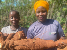 Giraffe Bioenergy: Building a Cassava-to-Ethanol Ecosystem in East Africa By Clean Cooking Africa (CCA) Giraffe Bioenergy is a Kenya-based clean cooking startup focused on scaling the domestic production of cassava for ethanol cooking fuel and for food. The Clean Cooking Alliance (CCA) spoke with Dr. Linda Davis, CEO of Giraffe Bioenergy, about the company’s mission, its unique value proposition, its business-to-business model, and more. This interview is part of a series of conversations CCA is having with business leaders across the clean cooking sector. Tell us about Giraffe Bioenergy’s services. Dr. Linda Davis (Davis): We are a startup company now entering our growth phase, and our mission is domestically-produced, ethanol cooking fuel, with women as the driving force across the value chain, from cassava production to processing. Currently, ethanol is enjoyed by over one million households in Kenya. What we’re saying at Giraffe Bioenergy is, we have all the ingredients — vast amounts of land, skilled labor, and the political will — to scale up domestic production of cassava-based ethanol. Ours will be the first production unit specifically for Kenya’s ethanol cooking market. CCA: How do you retail cassava-based ethanol? Davis: I’m so excited to be in a business-to-business organization. If I can use KOKO Networks as an example, we will be retailing directly to them. KOKO Networks has a fuel supply and operating partnership with Vivo Energy, an independent, pan-African company that markets and distributes Shell-branded products in Kenya. Therefore, our business would be between Giraffe Bioenergy and Vivo Energy, which handles transportation and distribution for KOKO Networks up to a certain point before they manage the last-mile distribution. We expect our retail operations to be similar for all other customers. There are several emerging ethanol last-mile distributors for clean cooking fuel. For us, it’s straightforward: bring your tanker truck to our farm gate, we will fill it up, you write us a check, and off you go. So, we’re not really in the end-user retail market but primarily in the business wholesale market. CCA: What is your assessment of ethanol demand in Kenya? Davis: Our first ethanol plant produces 15 million liters every year. That is still a fraction of current ethanol cooking fuel demand, and an even smaller fraction of where the general ethanol market is expected to be. Under the Kenya National Clean Cooking Strategy, 30% of Kenya’s households are expected to transition to ethanol. That’s over 4 million households multiplied by the 16 liters of ethanol that the average family uses every month. The point is: demand definitely surpasses supply. CCA: Where do you envision most of your customer base being located? Davis: Right now, the biggest player in Kenya is KOKO Networks, and their customers are low-income, high-density urban communities. We are talking about people with incomes, who already have a budget dedicated to cooking fuel. What we, as the ethanol production and retail community, are saying is, “Give us the $25-30 you spend on charcoal and kerosene every month, and we will give you a clean, more affordable solution in its place.” In rural areas, on the other hand, households do not have a budget for cooking fuel. Their fuel is, quote-unquote, free. They are foraging for firewood, cutting trees, or using dried animal waste. It’s a difficult market to enter because you’re telling folks who are already poor, who think that fuel is “free,” that we need $30 from them. I’m sure KOKO and others will support that market at some point, but due to the costs of distribution, ethanol and Liquified Petroleum Gas (LPG) necessarily have to be focused on urban and peri-urban areas right now. CCA: What makes Giraffe Bioenergy different from others in the clean cooking space? Davis: We’re unique because we’re the only ones taking advantage of clean cooking as a development issue. Clean cooking is a job creation opportunity. Clean cooking is a rural bioeconomy issue. Our agricultural system, at the scale of the first ethanol plant, will directly engage 1,500 farmers with meaningful employment, good wages, and both employment and harvest-based income. We are deploying a model where women work on our farms while also growing cassava on their own farms. We are really encouraging women to take the learnings from the central nucleus farm and apply them at home to attain high cassava yields, which translate into higher incomes. Another reason we are doing well is because we are completing the circular economy. Right now, ethanol suppliers in Kenya are making global farmers richer by buying their ethanol, which is highly subsidized. We’re saying, “We can close that loop” because everything is locally produced. We are providing an elegant, local solution to a uniquely sub-Saharan African problem. CCA: Ethanol can be made from a range of different agricultural products. Why does Giraffe Bioenergy use cassava? Davis: Ethanol is produced from the starch molecule, regardless of the source. The U.S. produces it from corn; in Europe, from wheat; in Thailand and China, from cassava; basically, from wherever we have excess starch. In Kenya, our choice is guided by the fact that cassava is not considered a staple food crop. The Kenya Ethanol Cooking Fuel Industry Masterplan, released in 2021, evaluated various feedstocks for ethanol production and cassava was identified as a viable option. Can you eat the cassava grown for ethanol? Absolutely, but there are practical considerations. One cassava tree can yield up to 20 kilograms (kg) of food, which spoils within 24-48 hours. A family can’t consume 20 kg of cassava in 24 hours. So, by virtue of its bulk, cassava is suitable for commercial production, with alternative end-users like ourselves in the ethanol production business. At Giraffe Bioenergy, I know my tagline is cheesy, but I stand by it: “We stand tall for food and fuel.” You can consume cassava as much as you want, but because we grow it in semi-arid, marginal land that is not suitable for other crops, the real value is bringing farmers into a formal agricultural system and putting money in their pocket to be able to diversify their food options and become food secure. Importantly from a food policy standpoint, we do not substitute cassava for existing food crops grown on fertile land. Kenya doesn’t have large-scale cassava production, which is why Giraffe Bioenergy had to start from the agricultural level. Initially, I wasn’t enthusiastic about this, but now I am very much a cassava farmer. Cassava makes sense for Kenya. CCA: Are there other considerations that make Kenya a priority country for developing this business? Davis: Yes, Kenya is unique for three reasons. First, Kenya has vast amounts of underutilized, semi-arid land with unreliable rainfall and depleted soils where cassava grows well, so we’re not encroaching on agrarian land. Second, Kenya recognizes ethanol as a significant solution to the cooking fuel challenge. By 2028, 50% of Kenyans are expected to use LPG, 30% ethanol, and 10% electricity, with the remainder using biogas, firewood, and charcoal. The political will is there. And finally, Kenya has a developed last-mile ethanol market. CCA: Are there any barriers to aggregating farmers and land to scale up your production? Davis: Unlike the flatlands in the American Midwest or the Canadian prairies, in Kenya agricultural land isn’t as contiguous, making mechanization difficult. Additionally, the communities we work in have entered a devastating cycle of self-destruction. The largest income earner in Kilifi County, where we work, is charcoal burning. Young men cut the trees near the road, and when those are gone, they ask for their inheritance, sell their land, and buy motorcycles to go deeper into the forest to produce more charcoal. It is as heartbreaking as it sounds. For biorefineries to be successful, we need a nucleus farm that we own and operate alongside a smallholder supporting system. We’ve already secured the contiguous lands we need for our first biorefinery, but if I’m compelled to require a larger production share from smallholders due to a lack of contiguous land suitable for a nucleus farm and, therefore, reduce participation as an owner/operator, it could be challenging in the future. CCA: Who do you see as your primary business partners — at this moment and as your company continues to grow? Davis: My primary partners are my governance and management team, who help with advising, fundraising, and executing our agricultural operations. We’re also partnering with food producers to commercialize clean seedlings, addressing concerns around food versus fuel. NGOs are key partners in distributing clean seedlings for food to smallholder farmers, since cassava serves as a backstop to maize, especially in semi-arid areas that are increasingly vulnerable to the effects of climate change. Government ministries that focus on energy and agriculture are interested in seeing us succeed in catalyzing both the food and fuel systems. Finally, our investment partners are critical for our early-stage funding.