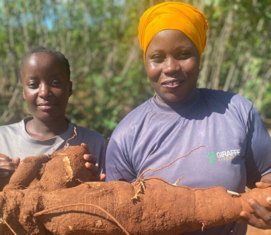 By Clean Cooking Africa (CCA) Giraffe Bioenergy is a Kenya-based clean cooking startup focused on scaling the domestic production of cassava for ethanol cooking fuel and for food. The Clean Cooking Alliance (CCA) spoke with Dr. Linda Davis, CEO of Giraffe Bioenergy, about the company’s mission, its unique value proposition, its business-to-business model, and more. This interview is part of a series of conversations CCA is having with business leaders across the clean cooking sector. Tell us about Giraffe Bioenergy’s services. Dr. Linda Davis (Davis): We are a startup company now entering our growth phase, and our mission is domestically-produced, ethanol cooking fuel, with women as the driving force across the value chain, from cassava production to processing. Currently, ethanol is enjoyed by over one million households in Kenya. What we’re saying at Giraffe Bioenergy is, we have all the ingredients — vast amounts of land, skilled labor, and the political will — to scale up domestic production of cassava-based ethanol. Ours will be the first production unit specifically for Kenya’s ethanol cooking market. CCA: How do you retail cassava-based ethanol? Davis: I’m so excited to be in a business-to-business organization. If I can use KOKO Networks as an example, we will be retailing directly to them. KOKO Networks has a fuel supply and operating partnership with Vivo Energy, an independent, pan-African company that markets and distributes Shell-branded products in Kenya. Therefore, our business would be between Giraffe Bioenergy and Vivo Energy, which handles transportation and distribution for KOKO Networks up to a certain point before they manage the last-mile distribution. We expect our retail operations to be similar for all other customers. There are several emerging ethanol last-mile distributors for clean cooking fuel. For us, it’s straightforward: bring your tanker truck to our farm gate, we will fill it up, you write us a check, and off you go. So, we’re not really in the end-user retail market but primarily in the business wholesale market. CCA: What is your assessment of ethanol demand in Kenya? Davis: Our first ethanol plant produces 15 million liters every year. That is still a fraction of current ethanol cooking fuel demand, and an even smaller fraction of where the general ethanol market is expected to be. Under the Kenya National Clean Cooking Strategy, 30% of Kenya’s households are expected to transition to ethanol. That’s over 4 million households multiplied by the 16 liters of ethanol that the average family uses every month. The point is: demand definitely surpasses supply. CCA: Where do you envision most of your customer base being located? Davis: Right now, the biggest player in Kenya is KOKO Networks, and their customers are low-income, high-density urban communities. We are talking about people with incomes, who already have a budget dedicated to cooking fuel. What we, as the ethanol production and retail community, are saying is, “Give us the $25-30 you spend on charcoal and kerosene every month, and we will give you a clean, more affordable solution in its place.” In rural areas, on the other hand, households do not have a budget for cooking fuel. Their fuel is, quote-unquote, free. They are foraging for firewood, cutting trees, or using dried animal waste. It’s a difficult market to enter because you’re telling folks who are already poor, who think that fuel is “free,” that we need $30 from them. I’m sure KOKO and others will support that market at some point, but due to the costs of distribution, ethanol and Liquified Petroleum Gas (LPG) necessarily have to be focused on urban and peri-urban areas right now. CCA: What makes Giraffe Bioenergy different from others in the clean cooking space? Davis: We’re unique because we’re the only ones taking advantage of clean cooking as a development issue. Clean cooking is a job creation opportunity. Clean cooking is a rural bioeconomy issue. Our agricultural system, at the scale of the first ethanol plant, will directly engage 1,500 farmers with meaningful employment, good wages, and both employment and harvest-based income. We are deploying a model where women work on our farms while also growing cassava on their own farms. We are really encouraging women to take the learnings from the central nucleus farm and apply them at home to attain high cassava yields, which translate into higher incomes. Another reason we are doing well is because we are completing the circular economy. Right now, ethanol suppliers in Kenya are making global farmers richer by buying their ethanol, which is highly subsidized. We’re saying, “We can close that loop” because everything is locally produced. We are providing an elegant, local solution to a uniquely sub-Saharan African problem. CCA: Ethanol can be made from a range of different agricultural products. Why does Giraffe Bioenergy use cassava? Davis: Ethanol is produced from the starch molecule, regardless of the source. The U.S. produces it from corn; in Europe, from wheat; in Thailand and China, from cassava; basically, from wherever we have excess starch. In Kenya, our choice is guided by the fact that cassava is not considered a staple food crop. The Kenya Ethanol Cooking Fuel Industry Masterplan, released in 2021, evaluated various feedstocks for ethanol production and cassava was identified as a viable option. Can you eat the cassava grown for ethanol? Absolutely, but there are practical considerations. One cassava tree can yield up to 20 kilograms (kg) of food, which spoils within 24-48 hours. A family can’t consume 20 kg of cassava in 24 hours. So, by virtue of its bulk, cassava is suitable for commercial production, with alternative end-users like ourselves in the ethanol production business. At Giraffe Bioenergy, I know my tagline is cheesy, but I stand by it: “We stand tall for food and fuel.” You can consume cassava as much as you want, but because we grow it in semi-arid, marginal land that is not suitable for other crops, the real value is bringing farmers into a formal agricultural system and putting money in their pocket to be able to diversify their food options and become food secure. Importantly from a food policy standpoint, we do not substitute cassava for existing food crops grown on fertile land. Kenya doesn’t have large-scale cassava production, which is why Giraffe Bioenergy had to start from the agricultural level. Initially, I wasn’t enthusiastic about this, but now I am very much a cassava farmer. Cassava makes sense for Kenya. CCA: Are there other considerations that make Kenya a priority country for developing this business? Davis: Yes, Kenya is unique for three reasons. First, Kenya has vast amounts of underutilized, semi-arid land with unreliable rainfall and depleted soils where cassava grows well, so we’re not encroaching on agrarian land. Second, Kenya recognizes ethanol as a significant solution to the cooking fuel challenge. By 2028, 50% of Kenyans are expected to use LPG, 30% ethanol, and 10% electricity, with the remainder using biogas, firewood, and charcoal. The political will is there. And finally, Kenya has a developed last-mile ethanol market. CCA: Are there any barriers to aggregating farmers and land to scale up your production? Davis: Unlike the flatlands in the American Midwest or the Canadian prairies, in Kenya agricultural land isn’t as contiguous, making mechanization difficult. Additionally, the communities we work in have entered a devastating cycle of self-destruction. The largest income earner in Kilifi County, where we work, is charcoal burning. Young men cut the trees near the road, and when those are gone, they ask for their inheritance, sell their land, and buy motorcycles to go deeper into the forest to produce more charcoal. It is as heartbreaking as it sounds. For biorefineries to be successful, we need a nucleus farm that we own and operate alongside a smallholder supporting system. We’ve already secured the contiguous lands we need for our first biorefinery, but if I’m compelled to require a larger production share from smallholders due to a lack of contiguous land suitable for a nucleus farm and, therefore, reduce participation as an owner/operator, it could be challenging in the future. CCA: Who do you see as your primary business partners — at this moment and as your company continues to grow? Davis: My primary partners are my governance and management team, who help with advising, fundraising, and executing our agricultural operations. We’re also partnering with food producers to commercialize clean seedlings, addressing concerns around food versus fuel. NGOs are key partners in distributing clean seedlings for food to smallholder farmers, since cassava serves as a backstop to maize, especially in semi-arid areas that are increasingly vulnerable to the effects of climate change. Government ministries that focus on energy and agriculture are interested in seeing us succeed in catalyzing both the food and fuel systems. Finally, our investment partners are critical for our early-stage funding.