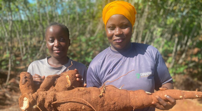 Giraffe Bioenergy: Building a Cassava-to-Ethanol Ecosystem in East Africa By Clean Cooking Africa (CCA) Giraffe Bioenergy is a Kenya-based clean cooking startup focused on scaling the domestic production of cassava for ethanol cooking fuel and for food. The Clean Cooking Alliance (CCA) spoke with Dr. Linda Davis, CEO of Giraffe Bioenergy, about the company’s mission, its unique value proposition, its business-to-business model, and more. This interview is part of a series of conversations CCA is having with business leaders across the clean cooking sector. Tell us about Giraffe Bioenergy’s services. Dr. Linda Davis (Davis): We are a startup company now entering our growth phase, and our mission is domestically-produced, ethanol cooking fuel, with women as the driving force across the value chain, from cassava production to processing. Currently, ethanol is enjoyed by over one million households in Kenya. What we’re saying at Giraffe Bioenergy is, we have all the ingredients — vast amounts of land, skilled labor, and the political will — to scale up domestic production of cassava-based ethanol. Ours will be the first production unit specifically for Kenya’s ethanol cooking market. CCA: How do you retail cassava-based ethanol? Davis: I’m so excited to be in a business-to-business organization. If I can use KOKO Networks as an example, we will be retailing directly to them. KOKO Networks has a fuel supply and operating partnership with Vivo Energy, an independent, pan-African company that markets and distributes Shell-branded products in Kenya. Therefore, our business would be between Giraffe Bioenergy and Vivo Energy, which handles transportation and distribution for KOKO Networks up to a certain point before they manage the last-mile distribution. We expect our retail operations to be similar for all other customers. There are several emerging ethanol last-mile distributors for clean cooking fuel. For us, it’s straightforward: bring your tanker truck to our farm gate, we will fill it up, you write us a check, and off you go. So, we’re not really in the end-user retail market but primarily in the business wholesale market. CCA: What is your assessment of ethanol demand in Kenya? Davis: Our first ethanol plant produces 15 million liters every year. That is still a fraction of current ethanol cooking fuel demand, and an even smaller fraction of where the general ethanol market is expected to be. Under the Kenya National Clean Cooking Strategy, 30% of Kenya’s households are expected to transition to ethanol. That’s over 4 million households multiplied by the 16 liters of ethanol that the average family uses every month. The point is: demand definitely surpasses supply. CCA: Where do you envision most of your customer base being located? Davis: Right now, the biggest player in Kenya is KOKO Networks, and their customers are low-income, high-density urban communities. We are talking about people with incomes, who already have a budget dedicated to cooking fuel. What we, as the ethanol production and retail community, are saying is, “Give us the $25-30 you spend on charcoal and kerosene every month, and we will give you a clean, more affordable solution in its place.” In rural areas, on the other hand, households do not have a budget for cooking fuel. Their fuel is, quote-unquote, free. They are foraging for firewood, cutting trees, or using dried animal waste. It’s a difficult market to enter because you’re telling folks who are already poor, who think that fuel is “free,” that we need $30 from them. I’m sure KOKO and others will support that market at some point, but due to the costs of distribution, ethanol and Liquified Petroleum Gas (LPG) necessarily have to be focused on urban and peri-urban areas right now. CCA: What makes Giraffe Bioenergy different from others in the clean cooking space? Davis: We’re unique because we’re the only ones taking advantage of clean cooking as a development issue. Clean cooking is a job creation opportunity. Clean cooking is a rural bioeconomy issue. Our agricultural system, at the scale of the first ethanol plant, will directly engage 1,500 farmers with meaningful employment, good wages, and both employment and harvest-based income. We are deploying a model where women work on our farms while also growing cassava on their own farms. We are really encouraging women to take the learnings from the central nucleus farm and apply them at home to attain high cassava yields, which translate into higher incomes. Another reason we are doing well is because we are completing the circular economy. Right now, ethanol suppliers in Kenya are making global farmers richer by buying their ethanol, which is highly subsidized. We’re saying, “We can close that loop” because everything is locally produced. We are providing an elegant, local solution to a uniquely sub-Saharan African problem. CCA: Ethanol can be made from a range of different agricultural products. Why does Giraffe Bioenergy use cassava? Davis: Ethanol is produced from the starch molecule, regardless of the source. The U.S. produces it from corn; in Europe, from wheat; in Thailand and China, from cassava; basically, from wherever we have excess starch. In Kenya, our choice is guided by the fact that cassava is not considered a staple food crop. The Kenya Ethanol Cooking Fuel Industry Masterplan, released in 2021, evaluated various feedstocks for ethanol production and cassava was identified as a viable option. Can you eat the cassava grown for ethanol? Absolutely, but there are practical considerations. One cassava tree can yield up to 20 kilograms (kg) of food, which spoils within 24-48 hours. A family can’t consume 20 kg of cassava in 24 hours. So, by virtue of its bulk, cassava is suitable for commercial production, with alternative end-users like ourselves in the ethanol production business. At Giraffe Bioenergy, I know my tagline is cheesy, but I stand by it: “We stand tall for food and fuel.” You can consume cassava as much as you want, but because we grow it in semi-arid, marginal land that is not suitable for other crops, the real value is bringing farmers into a formal agricultural system and putting money in their pocket to be able to diversify their food options and become food secure. Importantly from a food policy standpoint, we do not substitute cassava for existing food crops grown on fertile land. Kenya doesn’t have large-scale cassava production, which is why Giraffe Bioenergy had to start from the agricultural level. Initially, I wasn’t enthusiastic about this, but now I am very much a cassava farmer. Cassava makes sense for Kenya. CCA: Are there other considerations that make Kenya a priority country for developing this business? Davis: Yes, Kenya is unique for three reasons. First, Kenya has vast amounts of underutilized, semi-arid land with unreliable rainfall and depleted soils where cassava grows well, so we’re not encroaching on agrarian land. Second, Kenya recognizes ethanol as a significant solution to the cooking fuel challenge. By 2028, 50% of Kenyans are expected to use LPG, 30% ethanol, and 10% electricity, with the remainder using biogas, firewood, and charcoal. The political will is there. And finally, Kenya has a developed last-mile ethanol market. CCA: Are there any barriers to aggregating farmers and land to scale up your production? Davis: Unlike the flatlands in the American Midwest or the Canadian prairies, in Kenya agricultural land isn’t as contiguous, making mechanization difficult. Additionally, the communities we work in have entered a devastating cycle of self-destruction. The largest income earner in Kilifi County, where we work, is charcoal burning. Young men cut the trees near the road, and when those are gone, they ask for their inheritance, sell their land, and buy motorcycles to go deeper into the forest to produce more charcoal. It is as heartbreaking as it sounds. For biorefineries to be successful, we need a nucleus farm that we own and operate alongside a smallholder supporting system. We’ve already secured the contiguous lands we need for our first biorefinery, but if I’m compelled to require a larger production share from smallholders due to a lack of contiguous land suitable for a nucleus farm and, therefore, reduce participation as an owner/operator, it could be challenging in the future. CCA: Who do you see as your primary business partners — at this moment and as your company continues to grow? Davis: My primary partners are my governance and management team, who help with advising, fundraising, and executing our agricultural operations. We’re also partnering with food producers to commercialize clean seedlings, addressing concerns around food versus fuel. NGOs are key partners in distributing clean seedlings for food to smallholder farmers, since cassava serves as a backstop to maize, especially in semi-arid areas that are increasingly vulnerable to the effects of climate change. Government ministries that focus on energy and agriculture are interested in seeing us succeed in catalyzing both the food and fuel systems. Finally, our investment partners are critical for our early-stage funding.